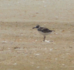 Charadrius wilsonia