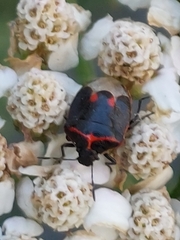 Cosmopepla lintneriana