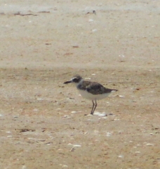Charadrius wilsonia