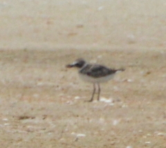 Charadrius wilsonia