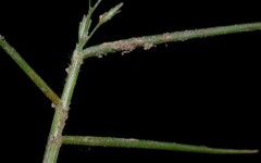 Eragrostis hypnoides