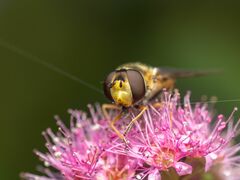 Syrphus