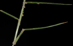 Eragrostis hypnoides