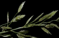 Eragrostis hypnoides