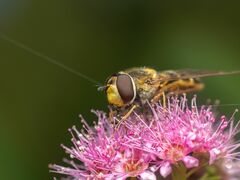 Syrphus