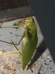 Microcentrum retinerve