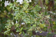 Cocculus diversifolius