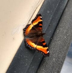 Aglais milberti
