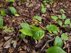 Maianthemum canadense