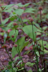 Monarda russeliana