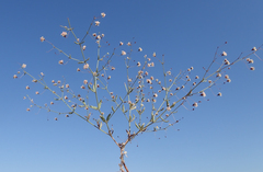 Eriogonum gracillimum