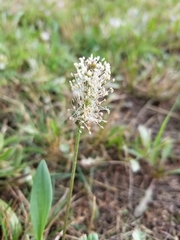 Plantago eriopoda