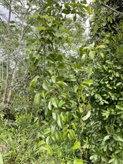 Passiflora laurifolia