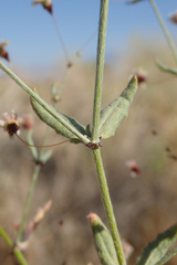 Eriogonum gracillimum