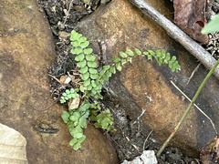 Asplenium platyneuron