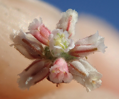 Eriogonum gracillimum
