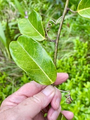 Passiflora laurifolia