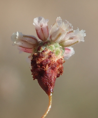 Eriogonum gracillimum