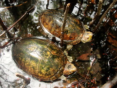 Kinosternon scorpioides