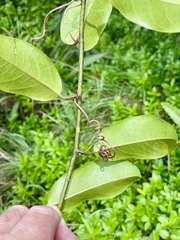 Passiflora laurifolia