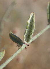 Eriogonum gracillimum
