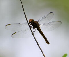Orthemis