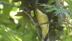 Setophaga castanea