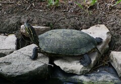 Trachemys scripta elegans