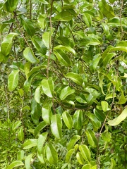 Passiflora laurifolia