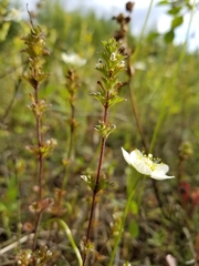 Euphrasia subarctica