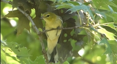 Setophaga castanea