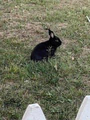 Oryctolagus cuniculus domesticus