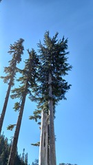 Cupressus nootkatensis