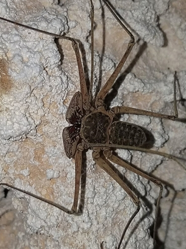 Paraphrynus chacmool