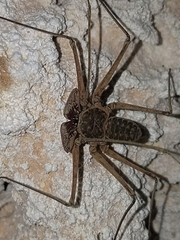 Paraphrynus chacmool