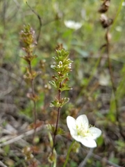 Euphrasia subarctica