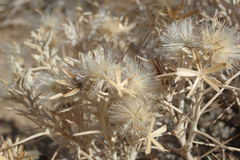 Tetradymia stenolepis