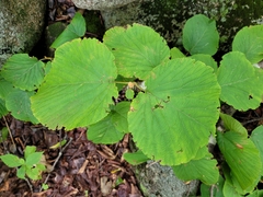 Viburnum lantanoides