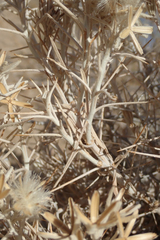 Tetradymia stenolepis