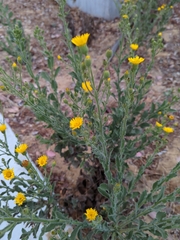 Heterotheca grandiflora