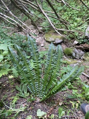Polystichum lonchitis