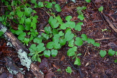 Aristolochia