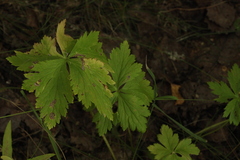 Trollius europaeus
