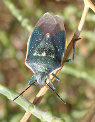Chlorochroa
