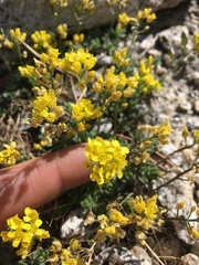 Draba cyclomorpha