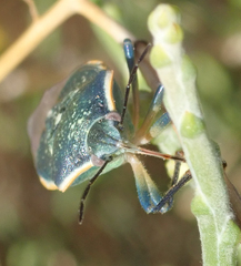Chlorochroa