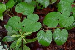 Aristolochia