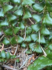 Polystichum lonchitis