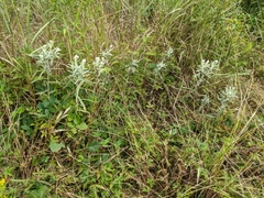 Anaphalis margaritacea