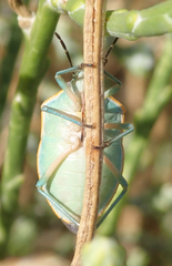 Chlorochroa